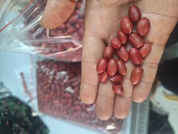 Product Review of 2kg lạc đỏ tây bắc Ăn Vặt from 𝐒**𝟗 0