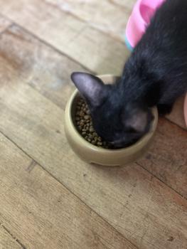 Product Review of Royal canin [1.2kg, 2kg] รอยัลคานินอาหารเม็ดสำหรับแมวเพื่อสุขภาพที่ดี from ห**ง น**า 3