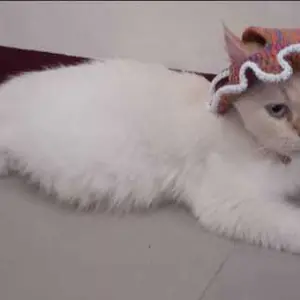 topi kucing rajut aksesoris hewan lucu murah - GLITCHY KNIT HAT