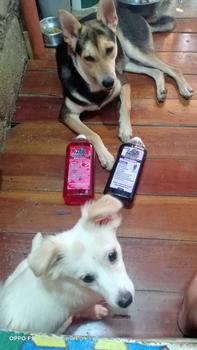 Product Review of Pawfriends Pet Guard Shampoo and Conditioner | Madre De Cacao 1ilter (MATCHA CHOCOLATE) for Dogs and Cats from m**s c**s 2