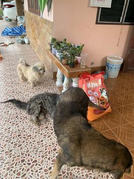 Product Review of KIN D สุนัขโต รสเนื้อ 10 KG from N**🌜 1