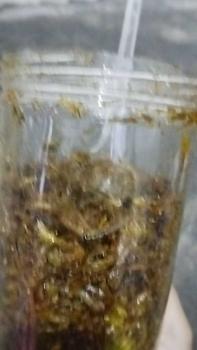 Product Review of CEMILAN EXTRIM /WALANG/BELALANG GORENG TOPLES PANJANG 210 GRAM Rendah lemak from e**n 0