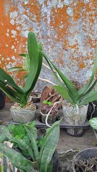 Product Review of POT BENING POLOS PUTIH MURAH from e**k 0