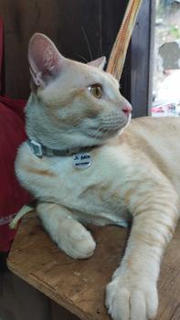Product Review of Kalung Kucing Bahan Kulit Bisa Costum Nama from M**n 1