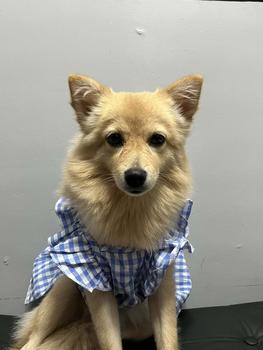 Product Review of Pet Dress Floral Pattern Pleated Hemming Windproof Pet Vest Puppy Flying Sleeve Clothes for Spring from ** ** ** ** 𐙚**✿ 2