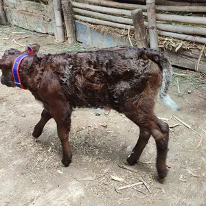 Kalung Sapi Klonceng Satu Berkualitas Kalung Sapi  Bahan Tebal kalung  sapi jantan kalung  sapi pedet
