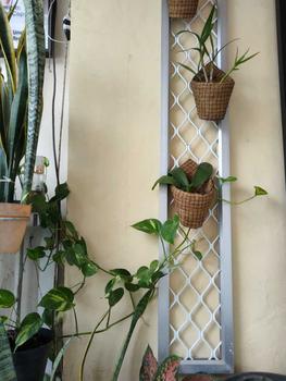 Product Review of Pot anggrek tempel dinding serabut kelapa Bunga Pvc from B**a 0