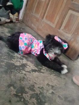 Product Review of Pet Dress Floral Pattern Pleated Hemming Windproof Pet Vest Puppy Flying Sleeve Clothes for Spring from ✨**✨ 0