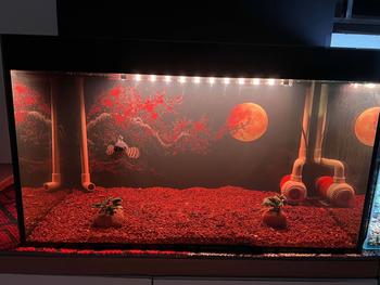 Product Review of Đèn Led NEO-HELIOS SOLAR 6700K RGB Cho Cá Rồng Cá Lóc - Led Tanning Cá Rồng from Q**n A** 0