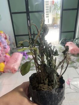 Product Review of Combo Cây Giống Dòi Thân Tím (Bọ Mắm Tím) + Trà Nguyên Cành Sao Thơm - Tự Nhiên, Thanh Mát, Hỗ Trợ Các Vấn Đề Hô Hấp Và Dạ Dày, Dễ Chăm Sóc - Nam Dược Lão Nông from a**9 0