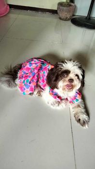 Product Review of Pet Dress Floral Pattern Pleated Hemming Windproof Pet Vest Puppy Flying Sleeve Clothes for Spring from L**💕 3