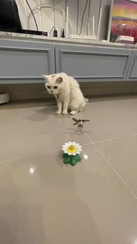 Product Review of BHQ ของเล่นแมวไฟฟ้า ของเล่นแมว  ของเล่นแมวหมุนอัตโนมัติอัจฉริยะ  นกบินและผีเสื้อรอบดอกไม้ ของเล่นแมว ผีเสื้อบินอัตโนมัติ ของเล่นสําหรับสัตว์เลี้ยง แมว from K**i k**g 1