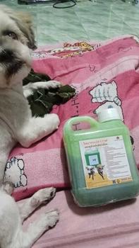 Product Review of แชมพูสำหรับสัตว์เลี้ยงกลิ่นมะกรูด หอมนาน สำหรับสัตว์เลี้ยง แชมพูอาบน้ำสุนัข แชมพูอาบน้ำแมว from K**a 1