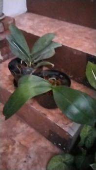 Product Review of POT BENING POLOS PUTIH MURAH from e**i 1