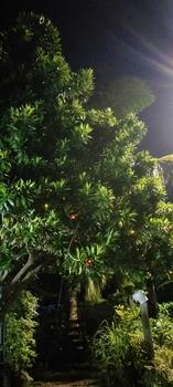Product Review of 10 Meter Solar Powered Waterproof Black Line Wire Christmas Lights Outdoor Indoor Used from d**5 1