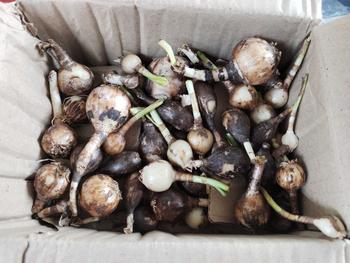 Product Review of [คละสี] หัวดอกบัวดิน 30 หัว *เจ้าของสวนขายเอง* from N**s 0