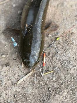 Product Review of Lưỡi Nhái Thật Form Độ Size 4.5x2.5cm Thép 2li2 Săn Hàng ( tặng khóa lure ) Đi Câu Bắt Cá Fishing Câu Cá nháihơi câulure from C**y ** 1