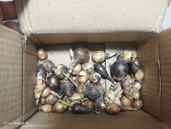 Product Review of [คละสี] หัวดอกบัวดิน 30 หัว *เจ้าของสวนขายเอง* from T** G**p ** 0