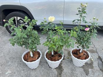 Product Review of พรีเมี่ยม ดินกุหลาบPremium พร้อมใช้ 10 kg. ส่วนผสมมากกว่า 10 ชนิด Rose Potting Soil Mix. from น**😸 2