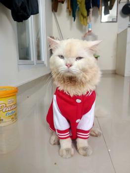 Product Review of baju kucing lucu aksesoris hewan peliharaan - BUKIPET BASIC VARSITY from m**s g**d ** 3