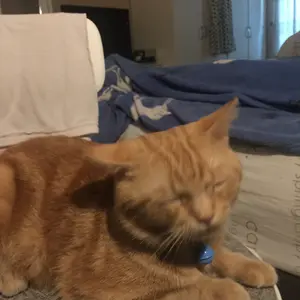 [CORA] Kalung Kucing Custom Nama Tali Prusik Adjustable Lonceng 14mm