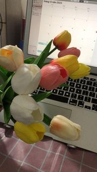 Product Review of Hoa Giả - Hoa Tulip nhiều màu sắc trang trí xinh xắn, nhẹ nhàng, phụ kiện decor phòng Hoa Sen from H**i T**g 1