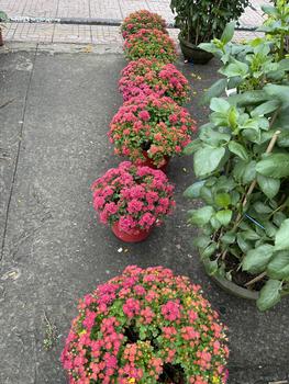 Product Review of Trang Sức Dây Chuyền Bạc Ý 925 Chữ Cong 4T5 (45cm) Phối Mặt Túi Tiền Chạm Tấm (P009) KHÔNG XI KIM from N**c L**h 0