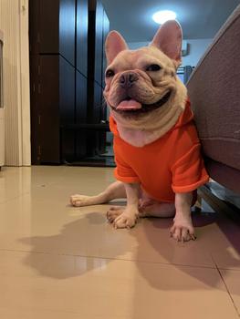 Product Review of เสื้อสุนัข เสื้อฮาวาย ชุดหมาพันธุ์ใหญ่ เสื้อแมว ชุดสัตว์เลี้ยงแฟนซี from F** 2