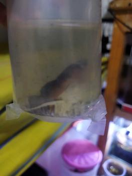 Product Review of OBAT IKAN HIAS - HALFMOON INDONESIA from S**Y 0