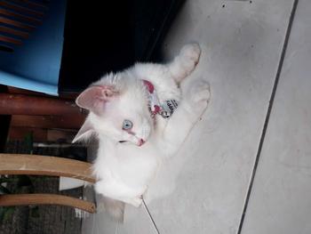 Product Review of Kalung Kucing Bahan Kulit Bisa Costum Nama from a**m 1
