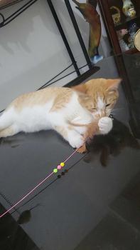 Product Review of Cat Kitten Teaser Plush Wand with Bell Pet Toy from C**g 0