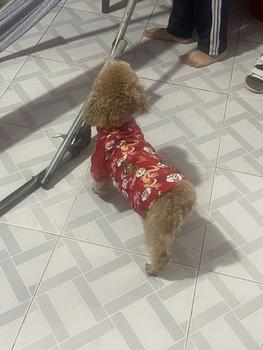 Product Review of [NÚT TÀU] áo dài tết 2025 Cho Thú Cưng. Quần áo thú cưng (chó, mèo) from Ú** B**h B** 0