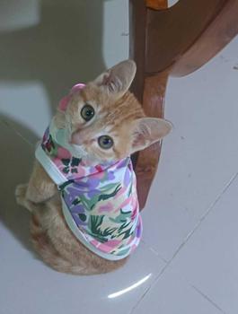 Product Review of เบอร์ 0 เสื้อสัตว์เลี้ยง รอบ-อก 8 นิ้ว สุนัข แมว กระต่าย from ซ**่ i**a 3