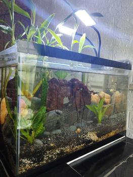 Product Review of Aquarium Light Aquarium Led Lights Jar Lamp White Light Portable Lights to Illuminate Fish Tanks LED Light Clip from 3**s 1