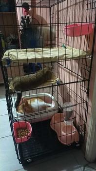 Product Review of Cat Cage Cat House 3 Layer Foldable Cage Dog Stackable Cage from B**y S**a L** 2