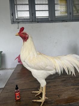 Product Review of Nuôi Tổng Hợp Tinfarm Cung Cấp Dinh Dưỡng Cho Gà 50ML from T**n t**g t**h 0