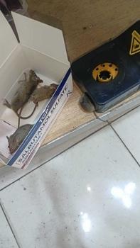 Product Review of Latest Mouse killer complimentary two traps can be reused White from B**A 1