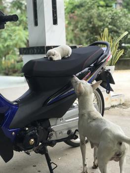 Product Review of Yên gọt hai tầng wave a 100 /50 rs mút vàng Yên Xe(nguyên cái yên) from T**g 2