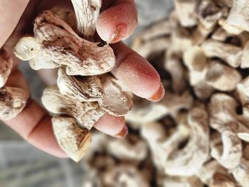 Product Review of Chân Nấm Hương Khô Việt Nam túi 1kg from s**p n** n**n d**g 1