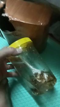 Product Review of CEMILAN EXTRIM /WALANG/BELALANG GORENG TOPLES PANJANG 210 GRAM Rendah lemak from l**o s**o 0