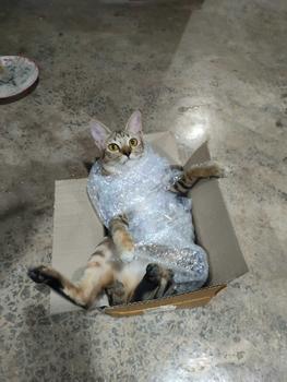 Product Review of Lena แพ็ค 9 ถุง = 9 kg. อาหารแมว เลน่า แบบแบ่งขาย 1 kg ถุงแพ็คจากโรงงาน from C**😼 1