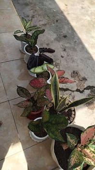 Product Review of pot hitam ( co live paket ) from 🍁**🦀 1