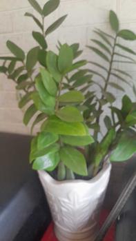 Product Review of Áo Ngực Hình Tròn, OCKIS, Thiết Kế Không Dây, Đẩy Lên, Chống Trượt, Đồ Lót Nữ, Định Hình Tôn Dáng, [Thanh Toán Khi Nhận Hàng] Women Bra from T**ư 0