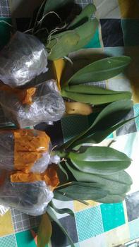 Product Review of POT BENING POLOS PUTIH MURAH from F**h F**8 0