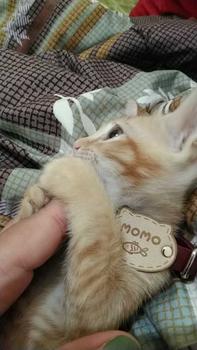 Product Review of CUSTOM NAMA (Kepala Kucing) Kalung Kucing  Cat Collar from N**G B**O C**A 0