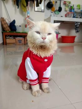 Product Review of baju kucing lucu aksesoris hewan peliharaan - BUKIPET BASIC VARSITY from m**s g**d ** 2