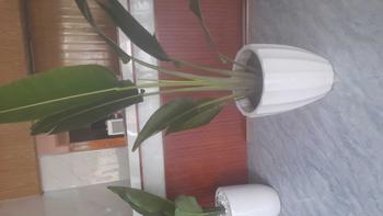 Product Review of 1 lóc 6 gói trà sâm dứa ngọc trang 70g from n** e**) 0