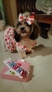 Product Review of Pet Dress Floral Pattern Pleated Hemming Windproof Pet Vest Puppy Flying Sleeve Clothes for Spring from j**i 2