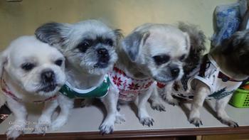 Product Review of Christmas Dog Clothes for Shih Tzu Halloween Pet Vest Cat Tshirt New Year Puppy Costume from G**p 2