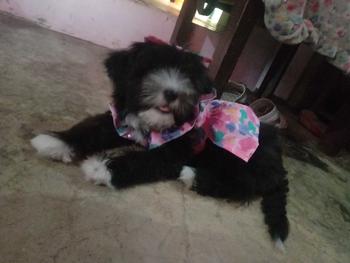 Product Review of Pet Dress Floral Pattern Pleated Hemming Windproof Pet Vest Puppy Flying Sleeve Clothes for Spring from ✨**✨ 2